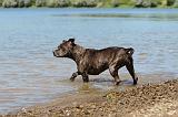 STAFFIE 166